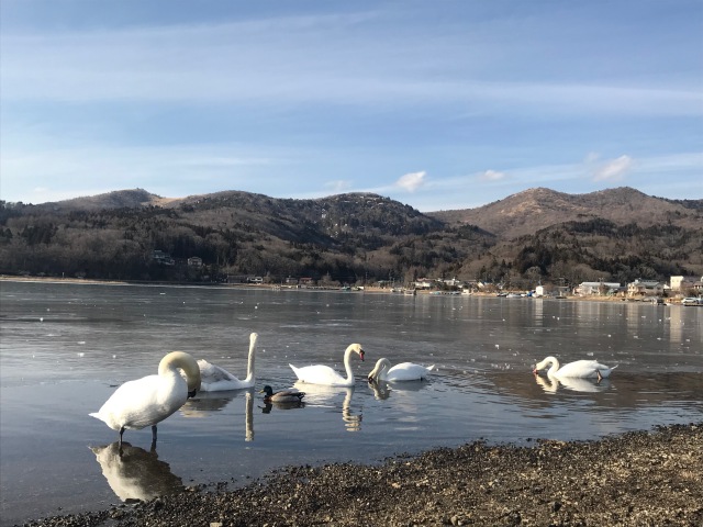 楽天ステイヴィラ富士山中湖　白鳥